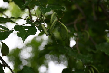 Millettia pinnata fruits. It is a species of tree in the pea family Fabaceae. Its other names  Pongamia pinnata, Indian beech and Pongame oiltree. Oil is extracted from its seeds. Ayurvedic medicine.