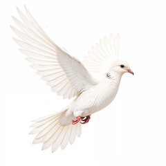 A beautiful white dove, a symbol of world peace.