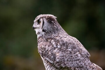 The Great Horned Owl (Bubo virginianus).