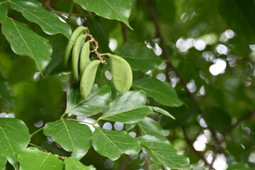 Millettia pinnata fruits. It is a species of tree in the pea family Fabaceae. Its other names  Pongamia pinnata, Indian beech and Pongame oiltree. Oil is extracted from its seeds. Ayurvedic medicine.