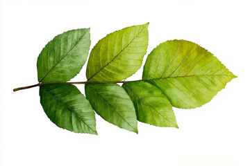 A branch of a tree with green leaves on a white background