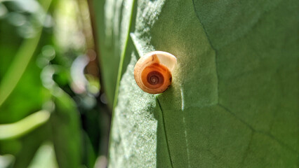 Close up of land snails or land snails or Fruticicola fruticum, they are still part of the Gastropoda mollusk family. selective focus or macro photo