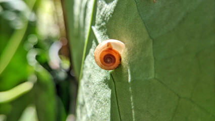 Close up of land snails or land snails or Fruticicola fruticum, they are still part of the Gastropoda mollusk family. selective focus or macro photo