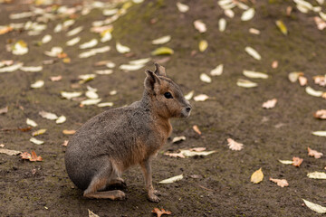 The rodent sits on the ground. Animal life