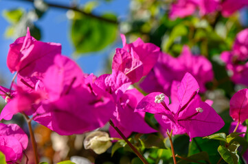 Bright bougainvillea blooms create a vibrant display in the warm afternoon sun