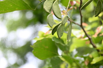 Millettia pinnata fruits. It is a species of tree in the pea family Fabaceae. Its other names ...