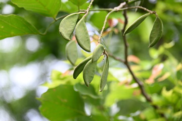 Millettia pinnata fruits. It is a species of tree in the pea family Fabaceae. Its other names ...
