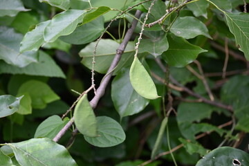 Millettia pinnata fruits. It is a species of tree in the pea family Fabaceae. Its other names  Pongamia pinnata, Indian beech and Pongame oiltree. Oil is extracted from its seeds. Ayurvedic medicine.