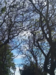 Trees in the park