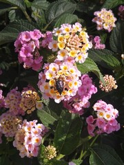 flowers in the garden