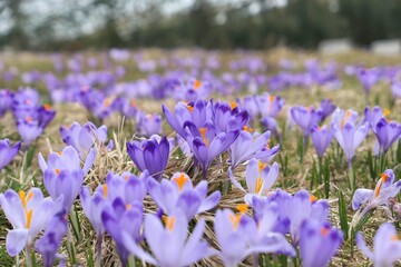 Spring crocus flowers in Tatra Mountains in Poland. Purple flowers background.