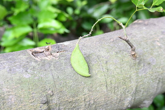 Millettia pinnata fruits. It&nbsp;is a species of tree in the pea family Fabaceae. Its other names  Pongamia&nbsp;pinnata, Indian beech&nbsp;and&nbsp;Pongame oiltree. Oil is extracted from its seeds. Ayurvedic medicine.