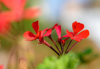 Vibrant red flowers blooming in a sunny garden during a cheerful spring afternoon