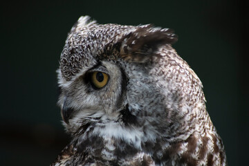 The Great Horned Owl (Bubo virginianus).