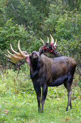 Bull Alaska Yukon Moose in Early Autumn in Aalska