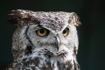The Great Horned Owl (Bubo virginianus).