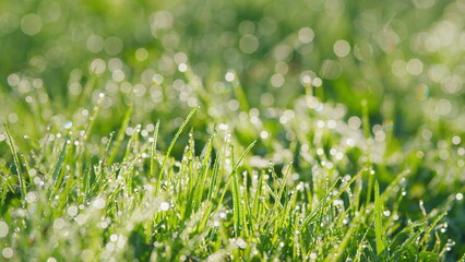 Abstract Nature Background. Young Green Grass With Dew Drops And Gentle Bokeh. Lawn In Nature Outdoors. Bokeh.