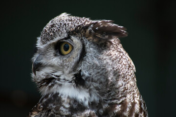 The Great Horned Owl (Bubo virginianus).