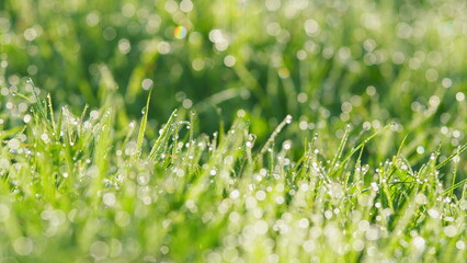 Fresh Green Grass With Dew Drops. Fresh Green Grass With Dew Drops In Sunshine On Autumn And Bokeh....