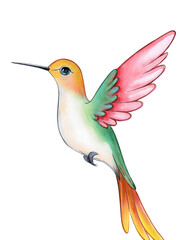 Obraz premium Colorful Hummingbird Watercolor Painting Tropical Bird Illustration