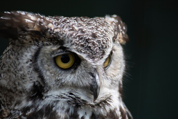 The Great Horned Owl (Bubo virginianus).