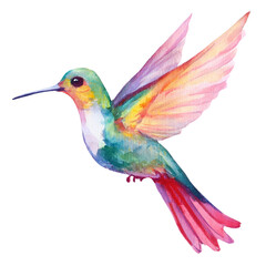 Fototapeta premium Vibrant Watercolor Hummingbird Tropical Bird Nature Art Wildlife Painting