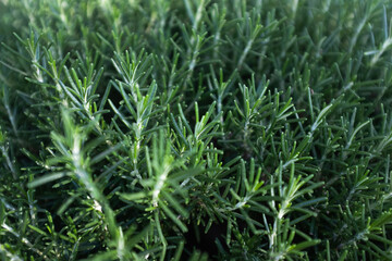 Fresh Green Rosemary Plant in Natural Sunlight. Perfect for gardening, cooking, or herbal-themed projects. High quality photography