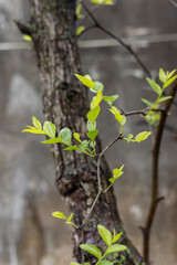 The jujube trees grow new buds in spring