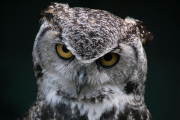 The Great Horned Owl (Bubo virginianus).