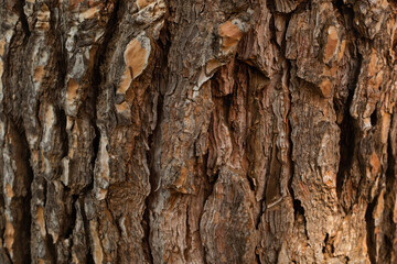 Close-Up of Textured Tree Bark with Natural Patterns. Nature’s raw texture for nature backgrounds and artistic projects. High quality photography