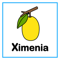 flat ximenia alfabet illustartion © Rahmatullah
