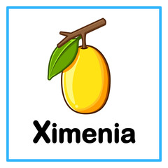 fresh ximenia alfabet illustration © Rahmatullah