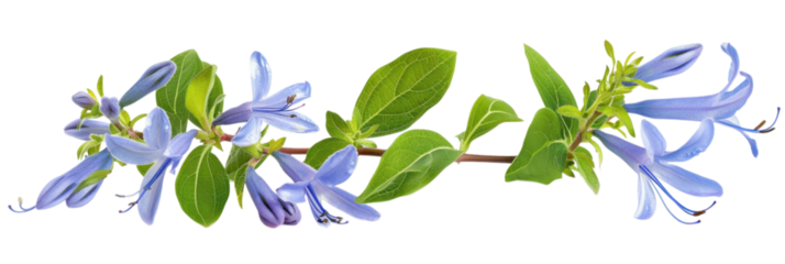 Stunning Blue Flowers: A Close-Up Botanical Image