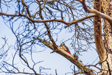 Great spotted woodpecker on a tree branch