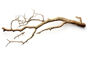 Fantastic One cut old dry Tree branch without leaves leaves isolated on white background