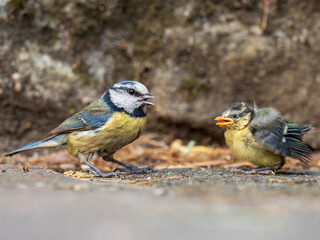 Parent Feeding Blue Tit Fledgling That Has Just Left The Nest