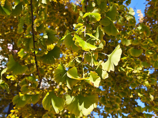 colorful cluster of gingko leaves in sunny afternoon in autumn day