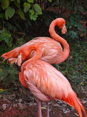 two pink flamingo comb their feathers in the zoo