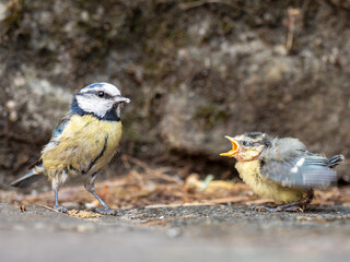 Parent Feeding Blue Tit Fledgling That Has Just Left The Nest