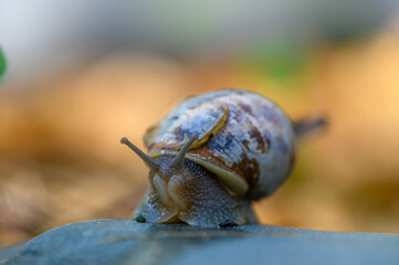 Snail glides gracefully over a rock surrounded by vibrant nature in the afternoon sun