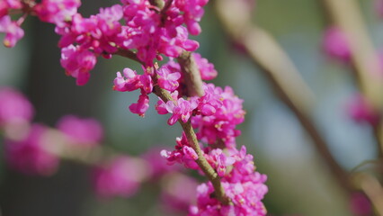 European Cercis Or Judas Tree And European Scarlet. Cercis Siliquastrum Branches With Pink Flowers In Spring. Close up.