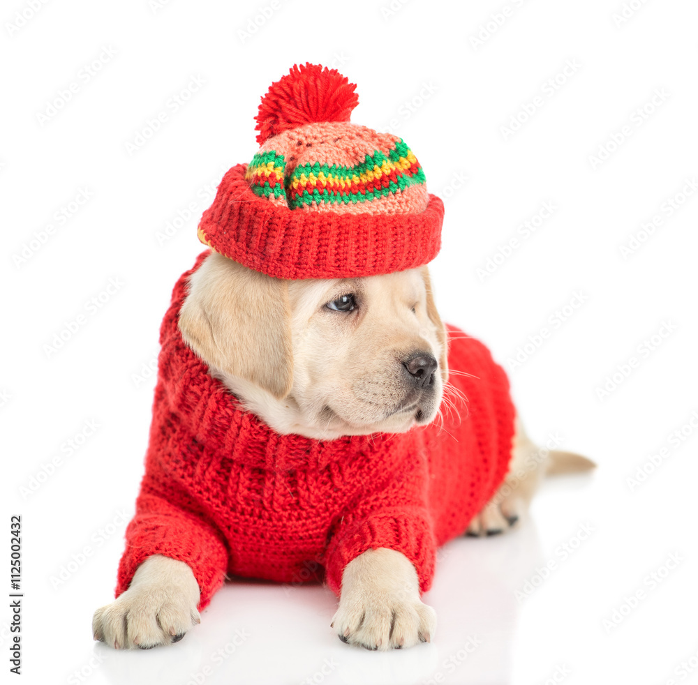 Poster funny golden retriever puppy wearing warm knitted sweater and hat with pompon lying and looking away