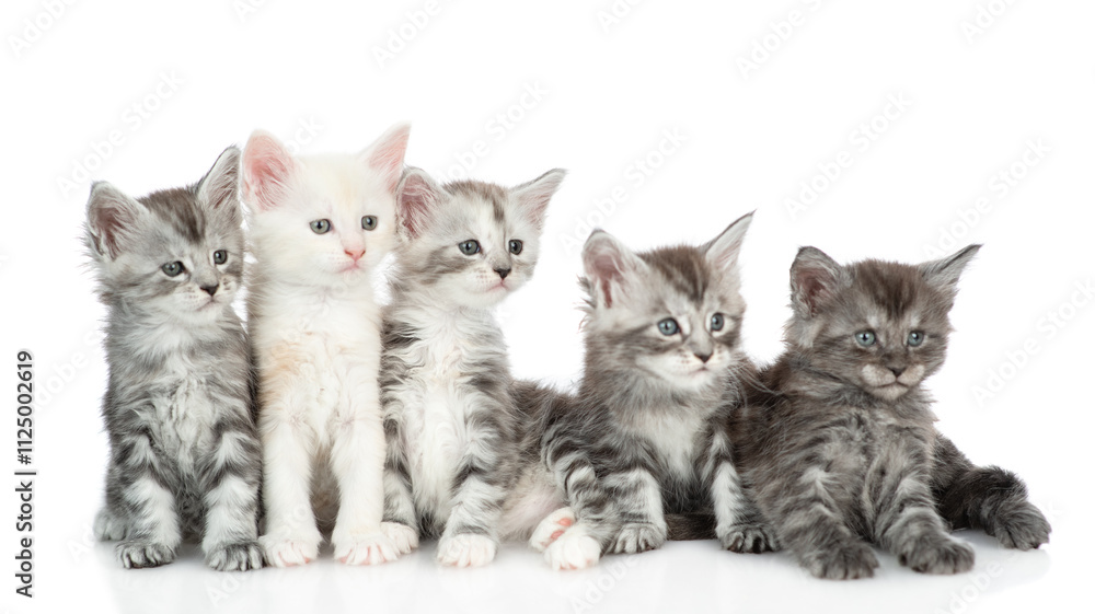 Aufkleber group of maine coon kittens sitting in front view and looking away and up together. isolated on whit