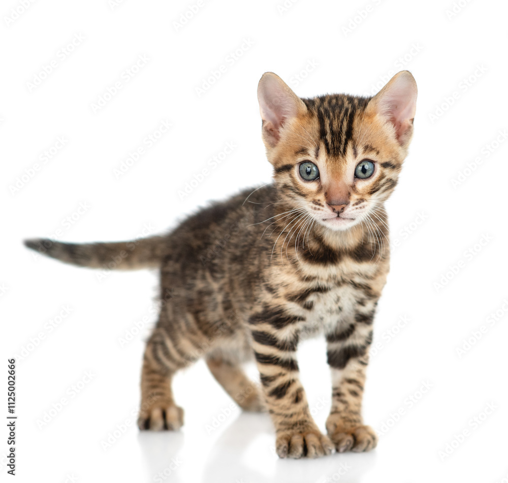 Poster tiny bengal kitten standing and looking at camera. isolated on white background