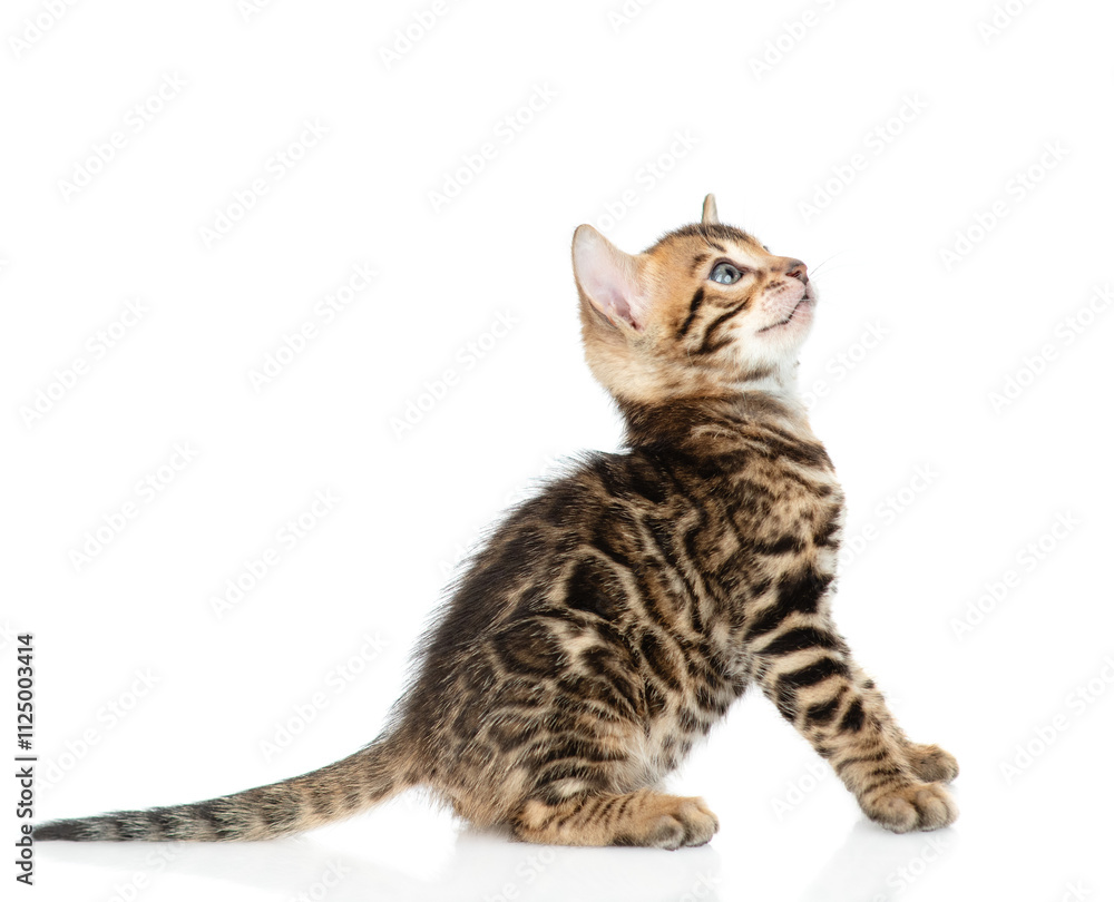 Poster tiny bengal kitten sitting in profile and looking away and up. isolated on white background