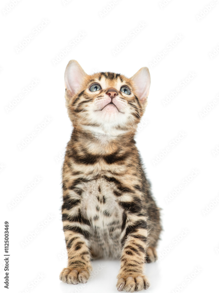 Aufkleber tiny bengal kitten sitting in front view and looking up. isolated on white background
