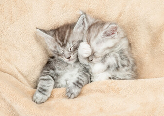 Two cozy Maine coon kitten sleep under warm blanket on a bed at home. Top down view