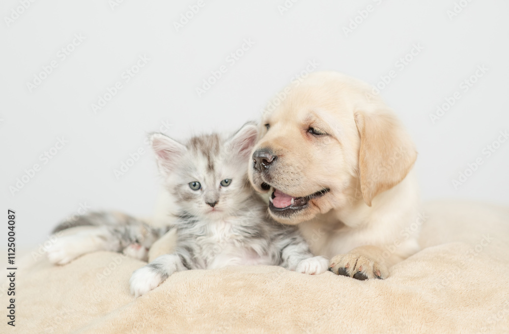 Poster friendly golden retriever puppy lying with tiny maone coon cat on a bed at home
