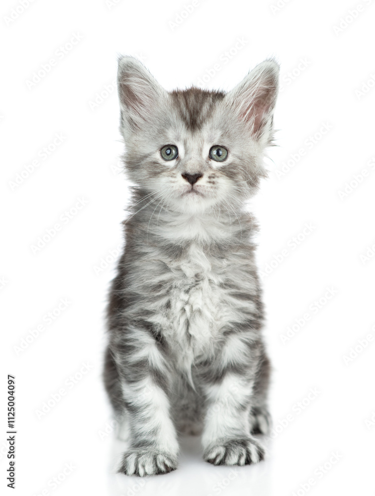 Poster cute maine coon kitten sitting in front view and looking at camera. isolated on white background