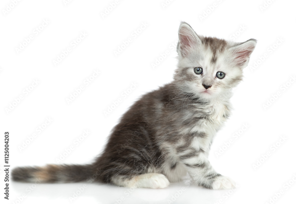 Poster cute maine coon kitten sitting in side view and looking at camera. isolated on white background